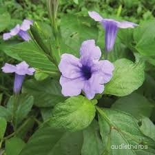 Ruellia tuberosa flower3.jpg